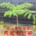 凤凰木苗优质凤凰树苗红花楹小苗盆栽带土发货凤凰树苗