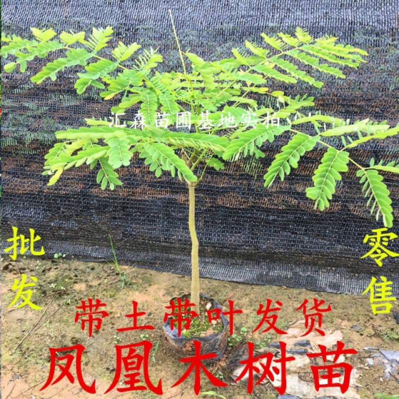 凤凰木苗优质凤凰树苗红花楹小苗盆栽带土发货凤凰树苗