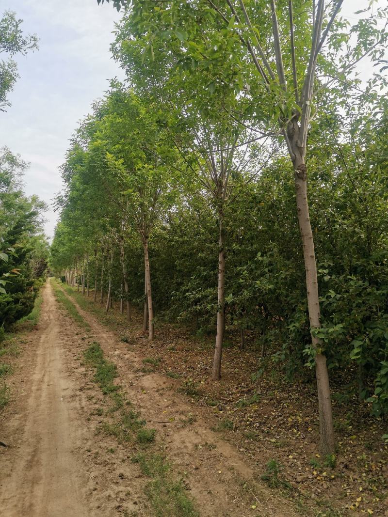 白蜡10公分