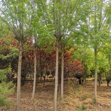 白蜡10公分