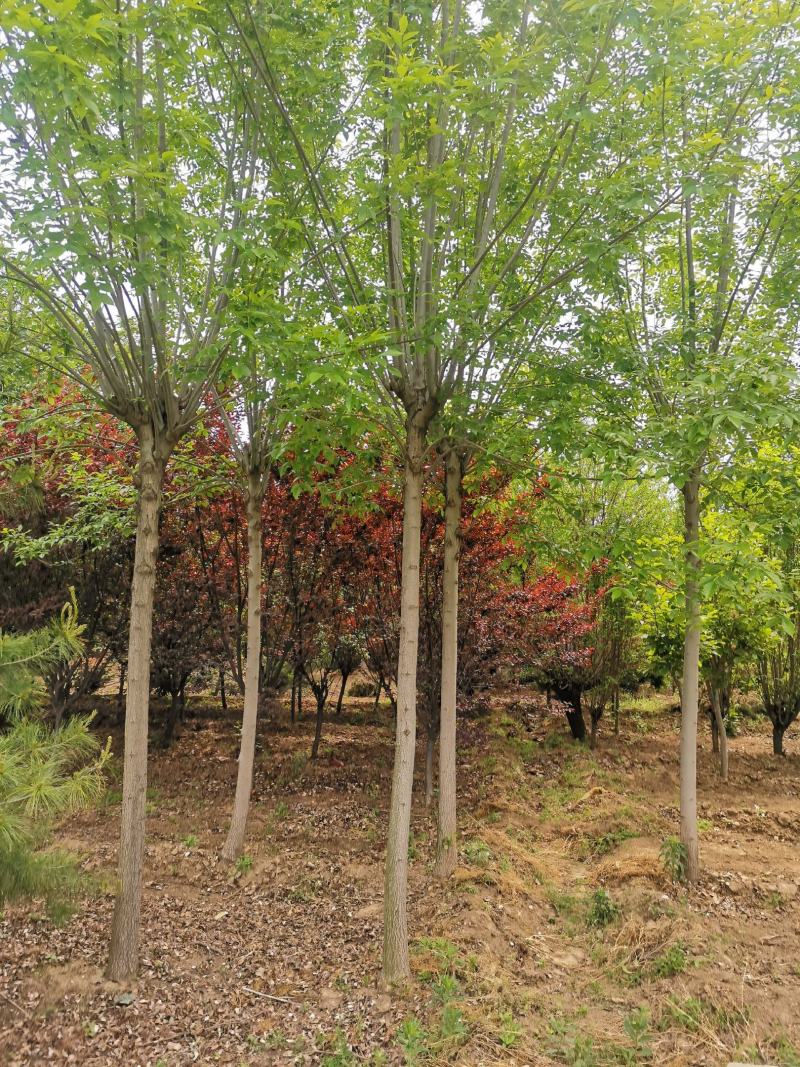 白蜡10公分