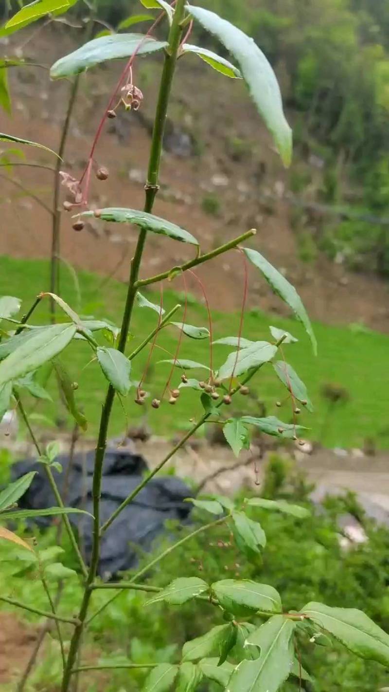 金丝吊蝴蝶卫矛湖北金丝吊蝴蝶，盆景素材园林绿化庭院花台