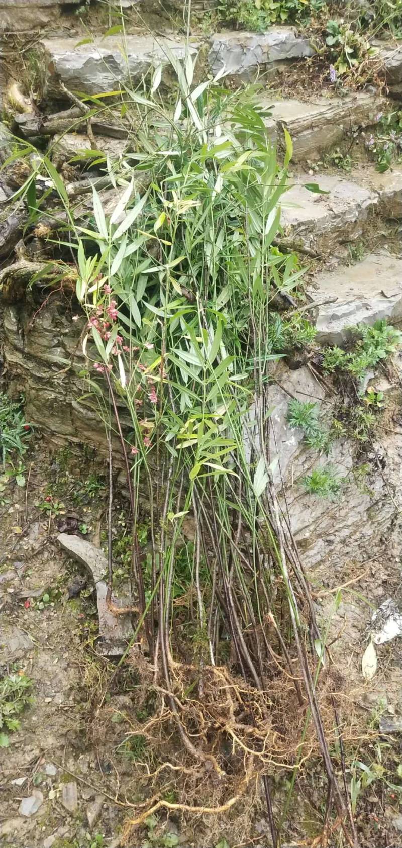 金丝吊蝴蝶卫矛湖北金丝吊蝴蝶，盆景素材园林绿化庭院花台