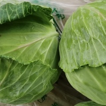 湖北荆州平包菜上市了