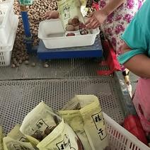 《高品质》泰国桂圆干龙眼干厂家批发真实报价保质保量