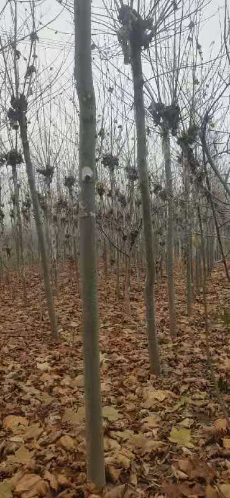 法桐8～10