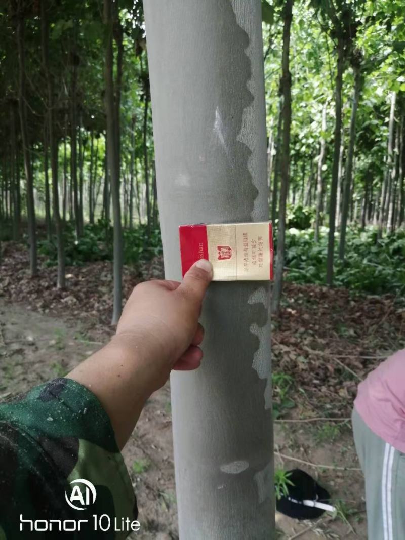 法桐8～10