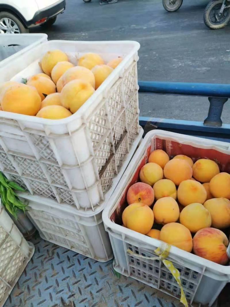 精品桃，黄金蜜桃，突围桃桃黄桃，对接电商供用各大市场