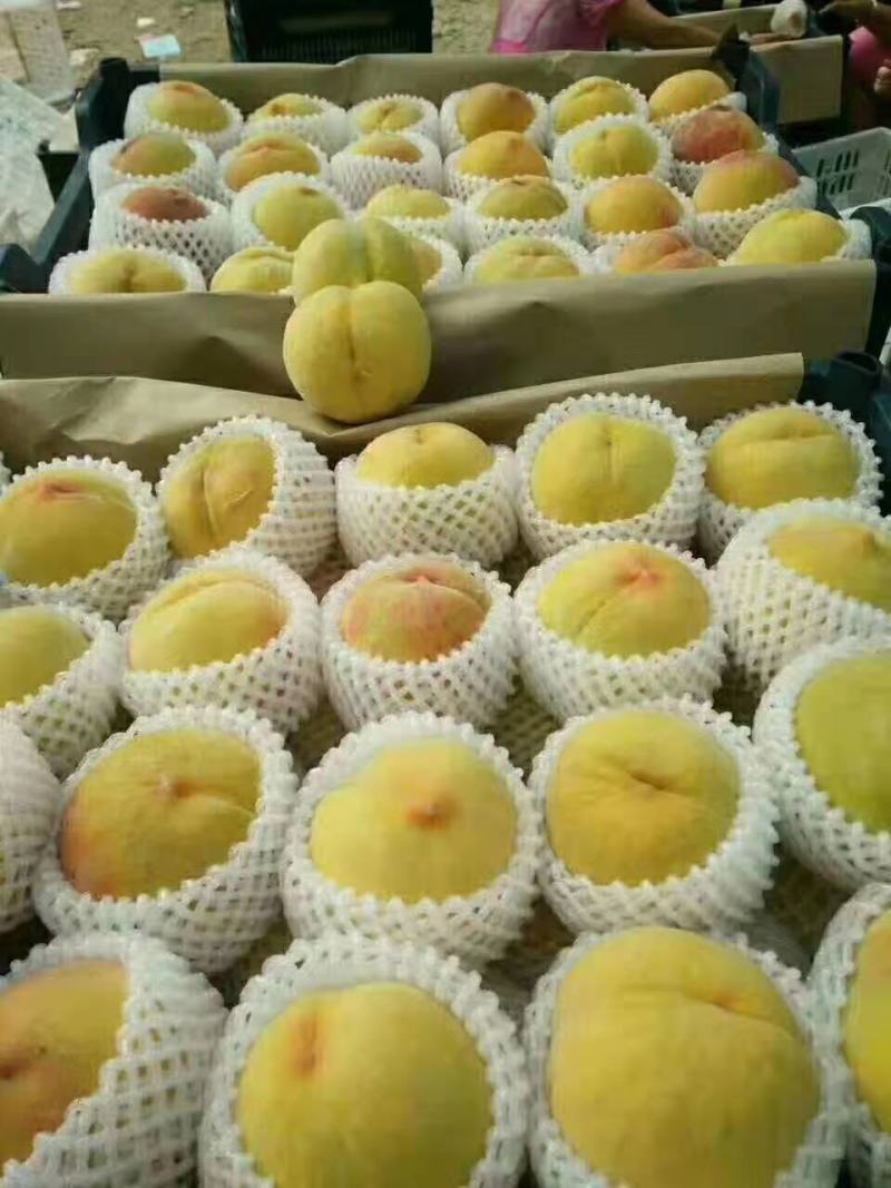 精品桃，黄金蜜桃，突围桃桃黄桃，对接电商供用各大市场