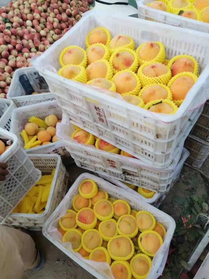 精品桃，黄金蜜桃，突围桃桃黄桃，对接电商供用各大市场