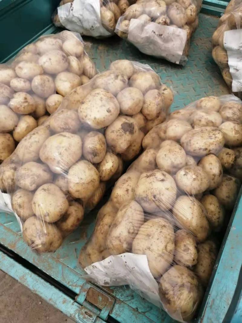 黄心土豆，沃土，荷兰15，中暑，实验一，希森，