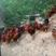 九斤红380黄杂鸡数量3000，全程散养