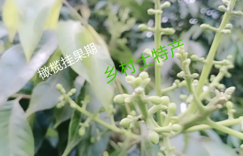 重庆江津橄榄干孕妇儿童老人煲汤泡水干青果自家种植