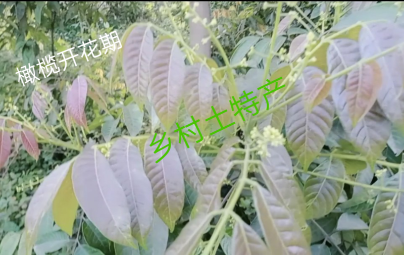 重庆江津橄榄干孕妇儿童老人煲汤泡水干青果自家种植