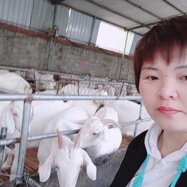 优质品种羊白山羊，怀孕羊，育肥羊，小羊苗
