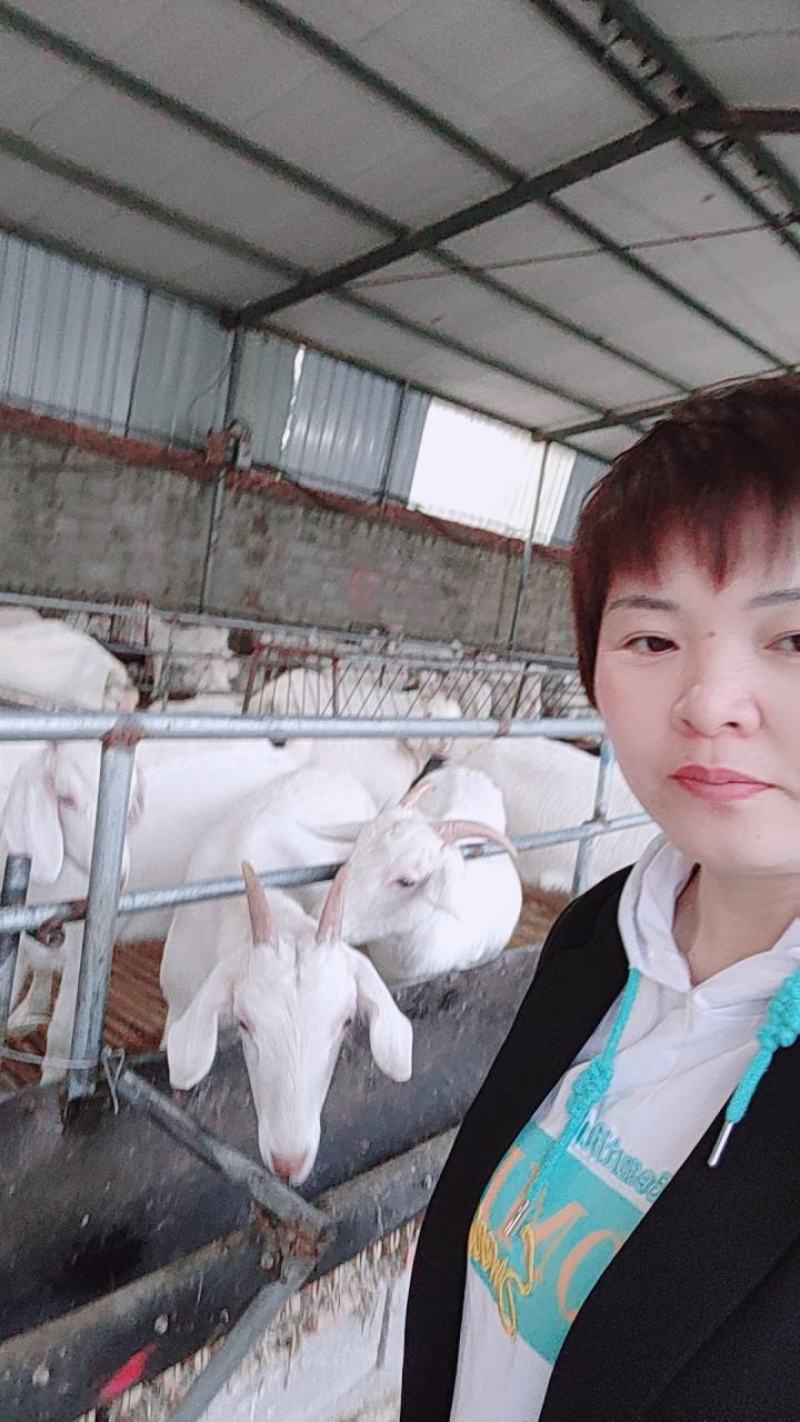优质品种羊白山羊，怀孕羊，育肥羊，小羊苗