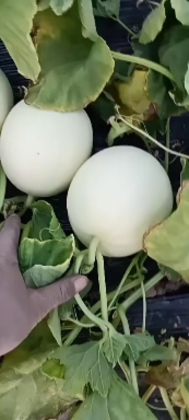 脆瓜