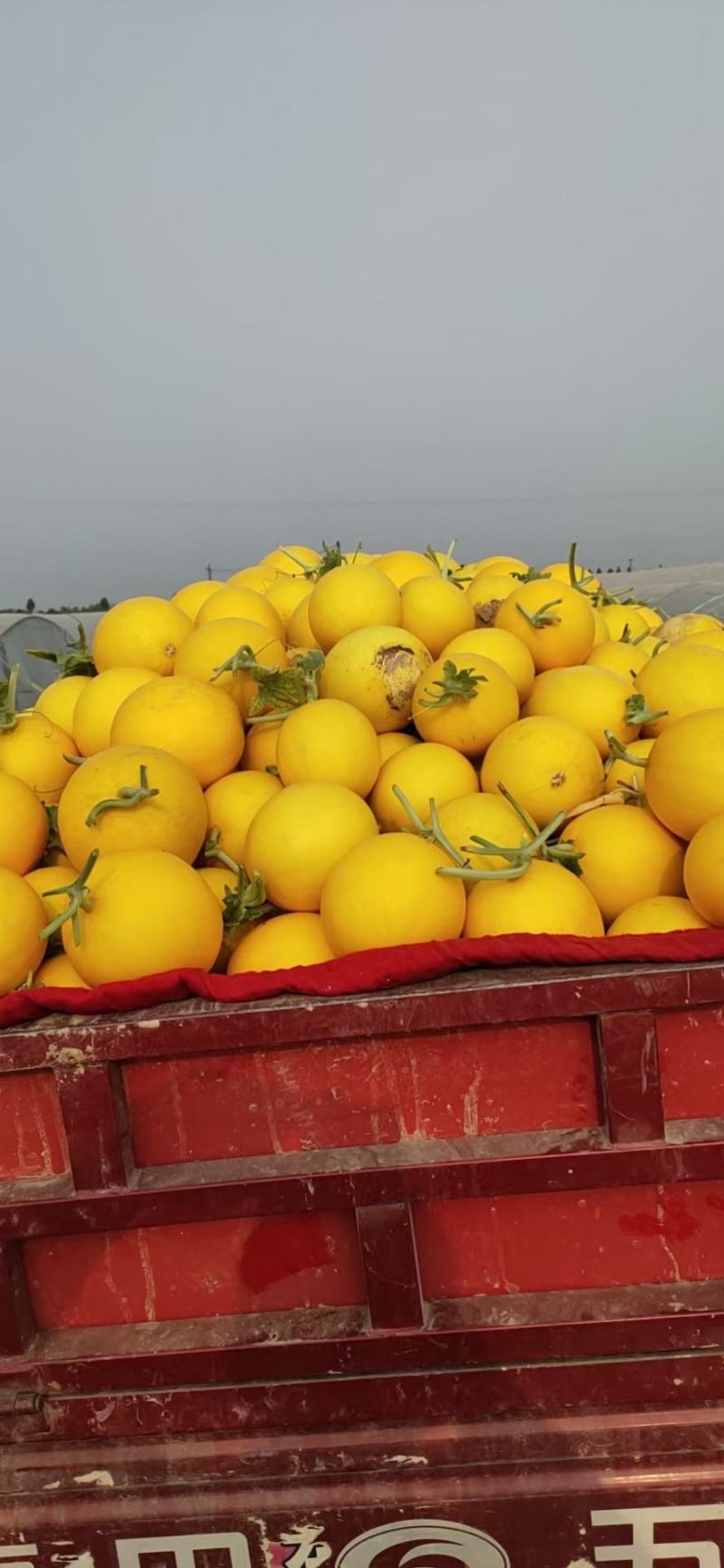 脆瓜