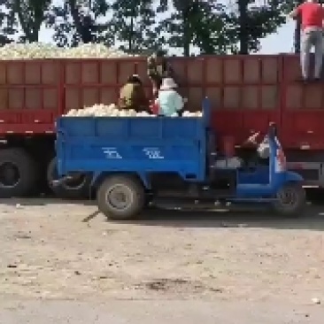 白皮白肉，小籽甜瓜大量有货