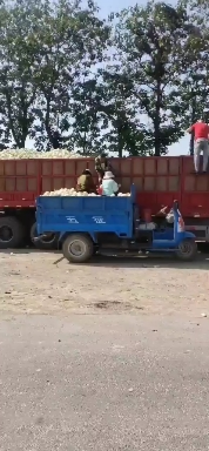 白皮白肉，小籽甜瓜大量有货