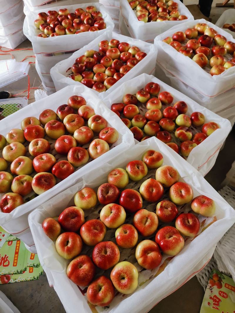 【精品油潘桃】陕西基地直供质量保证一手货源欢迎订购