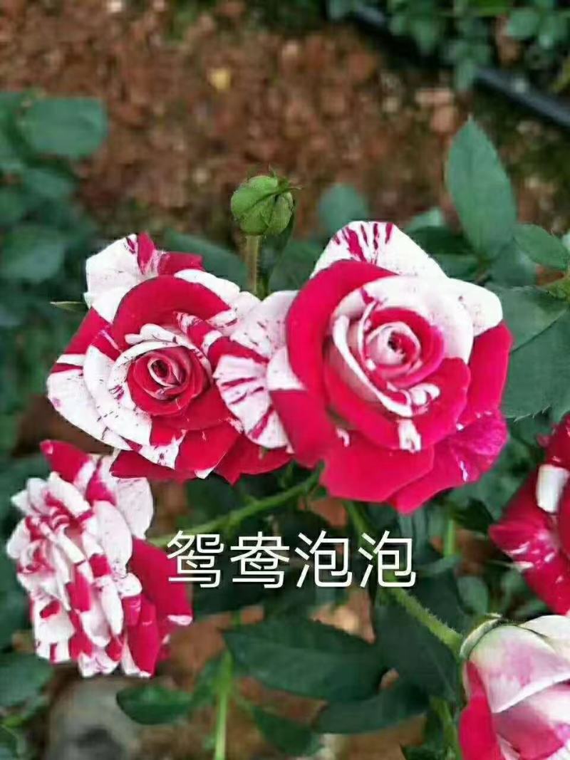 玫瑰月季苗