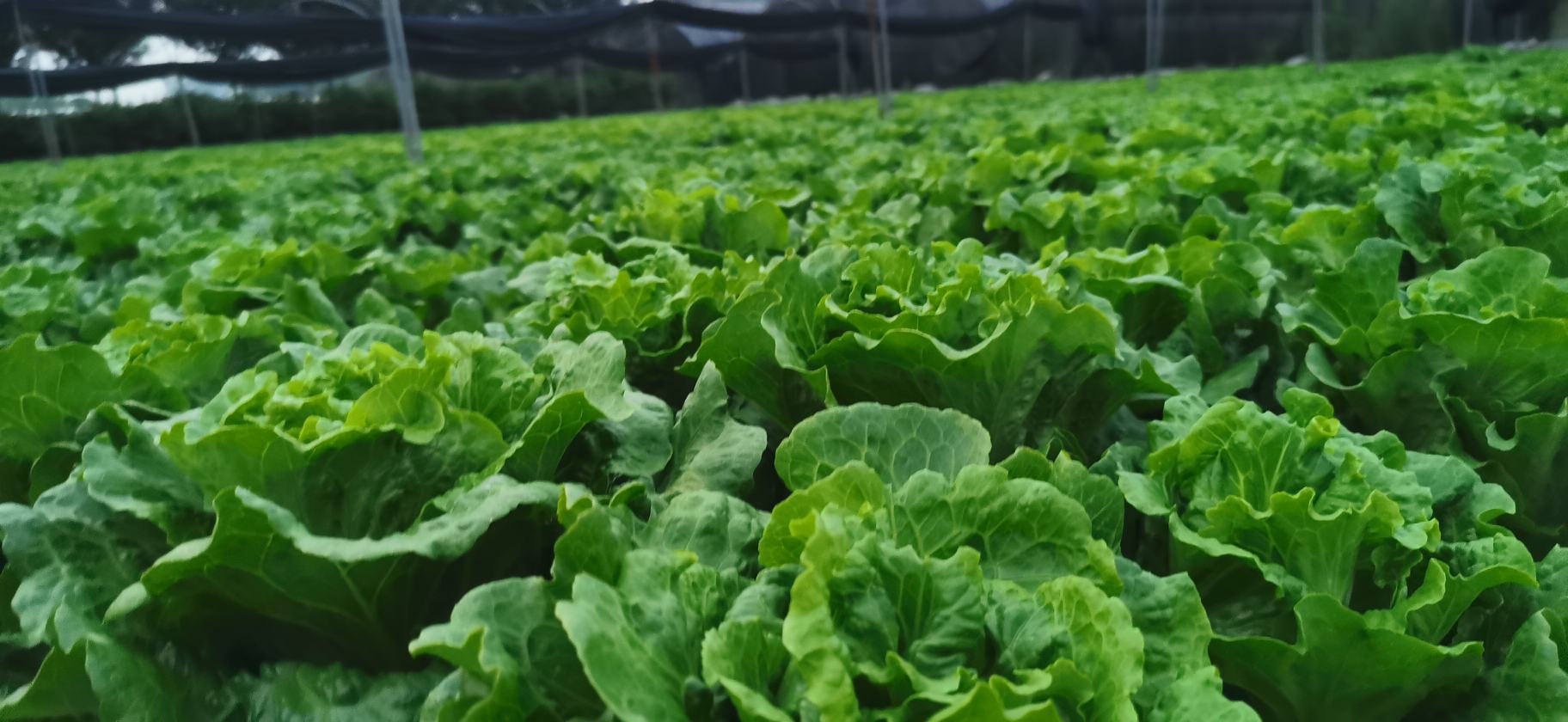 散叶生菜在现代农业种植基地的水培系统中生长