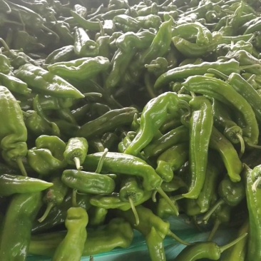山东临沂兰陵芜湖辣椒大量上市中