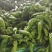 山东临沂兰陵芜湖辣椒大量上市中