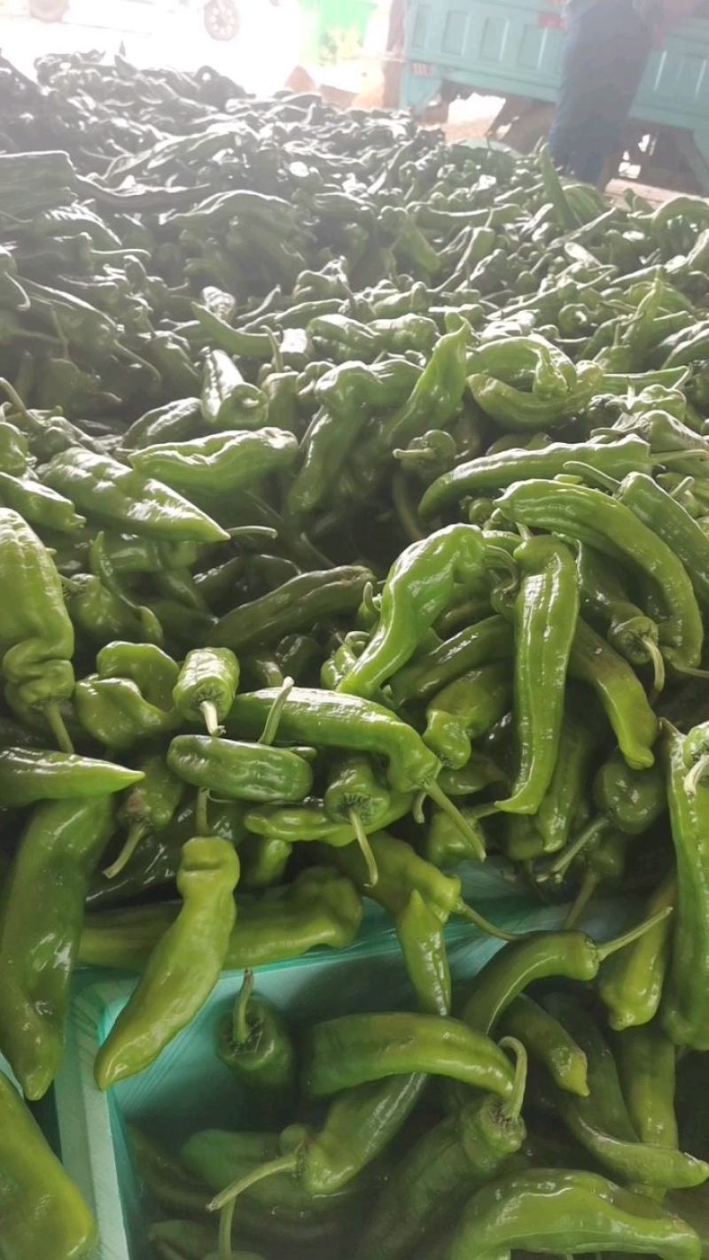 山东临沂兰陵芜湖辣椒大量上市中