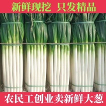 【大葱】山东铁杆大葱大量有货无花苞产地直销