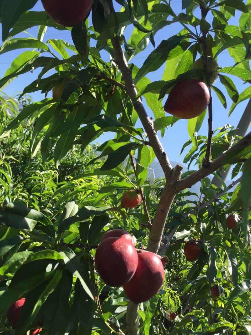 【精品黄肉红油桃】露天种植日晒充足口感甜色泽好