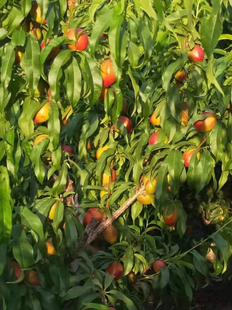 【精品黄肉红油桃】露天种植日晒充足口感甜色泽好