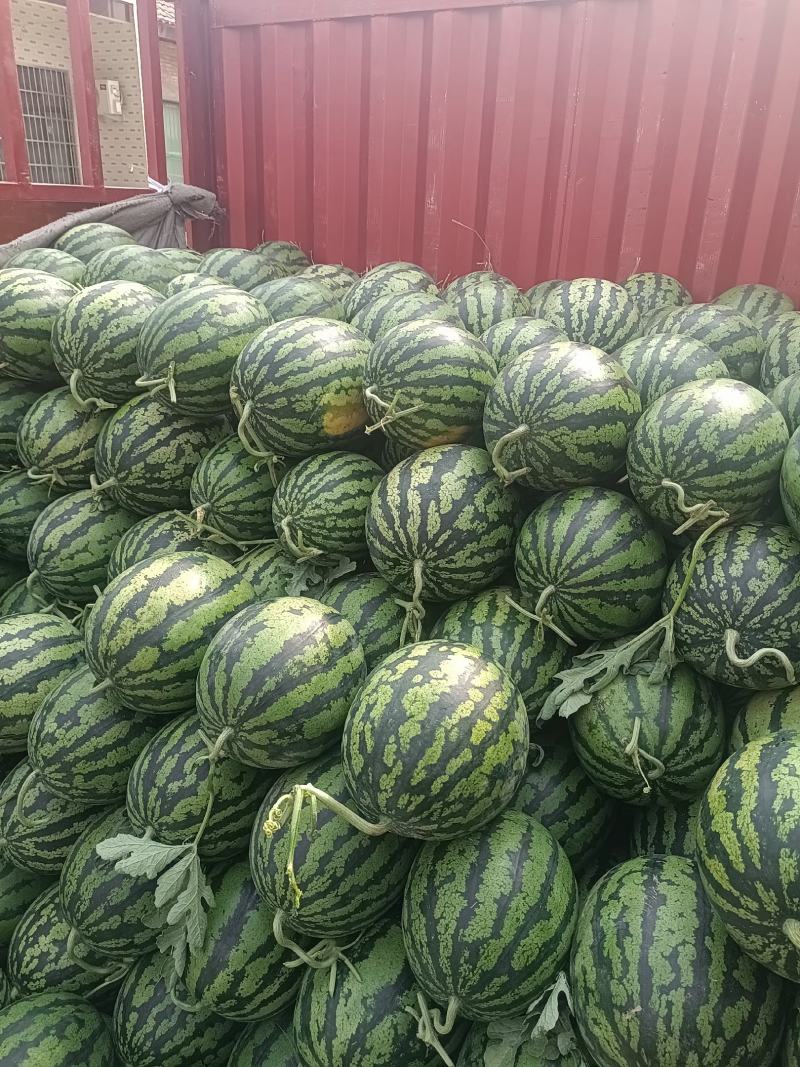 陕西甜王以上市