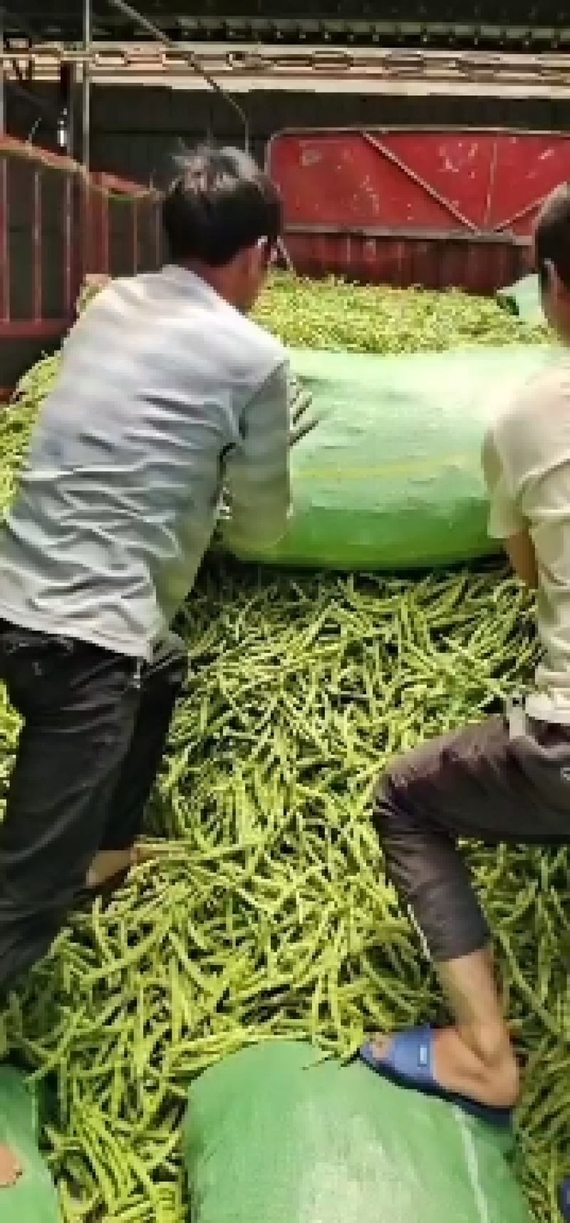 【精品推荐】四川省攀枝花市精品肉豆芸豆大青豆长期供应