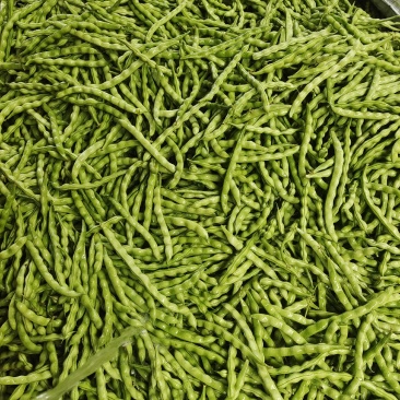 【精品推荐】四川省攀枝花市精品肉豆芸豆大青豆长期供应