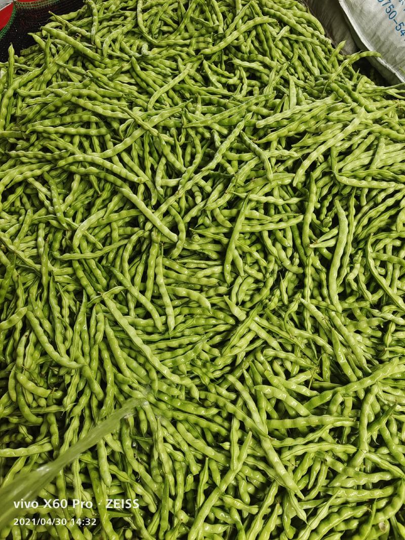 【精品推荐】四川省攀枝花市精品肉豆芸豆大青豆长期供应