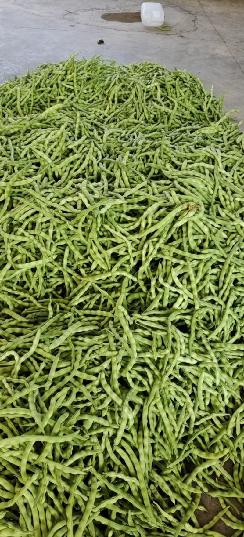 【精品推荐】四川省攀枝花市精品肉豆芸豆大青豆长期供应