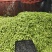 【精品推荐】四川省攀枝花市精品肉豆芸豆大青豆长期供应