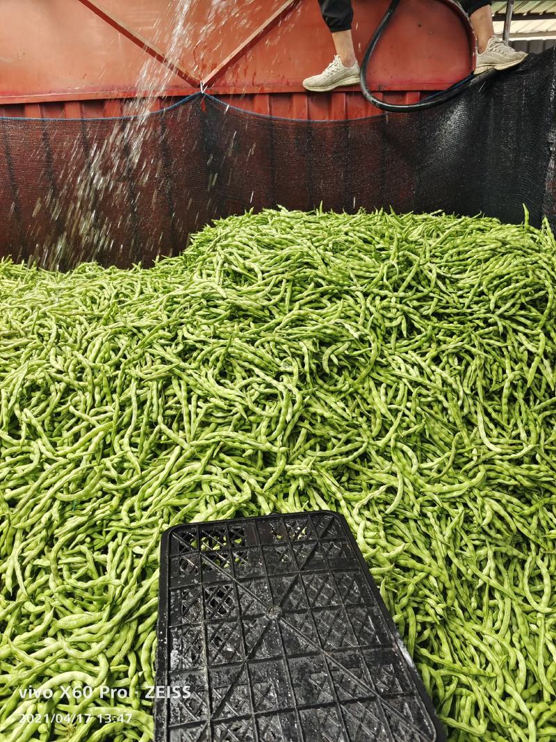 【精品推荐】四川省攀枝花市精品肉豆芸豆大青豆长期供应