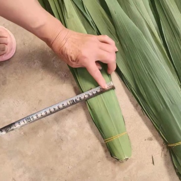 产地直销批发，一手货源粽子叶芦苇叶