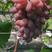 葡萄大连郁金香葡萄大量有货大量从优价格实惠