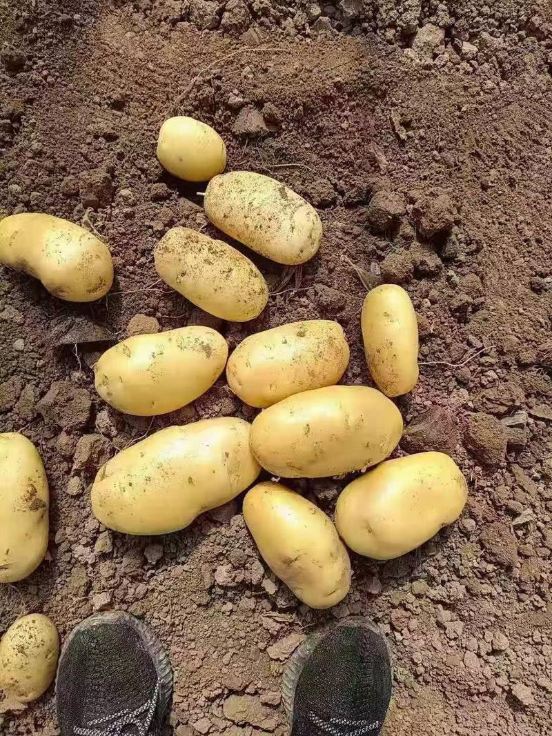【精品】荷兰十五中薯希森大量供应代发全国