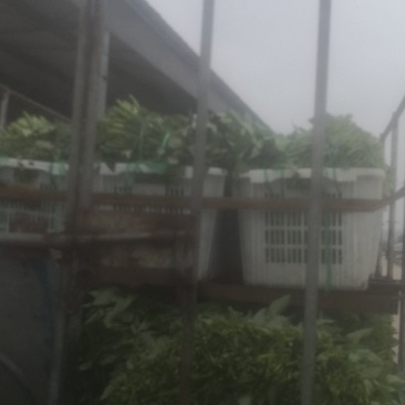 龚大汉空心菜