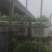 龚大汉空心菜