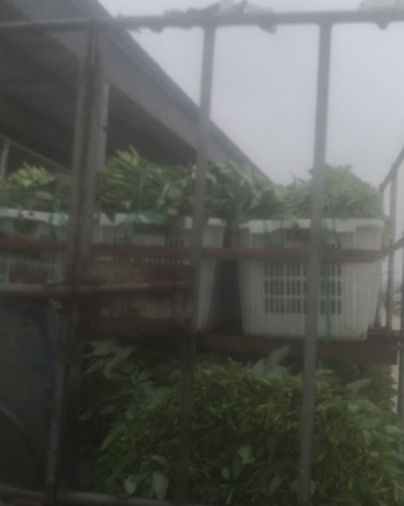 龚大汉空心菜