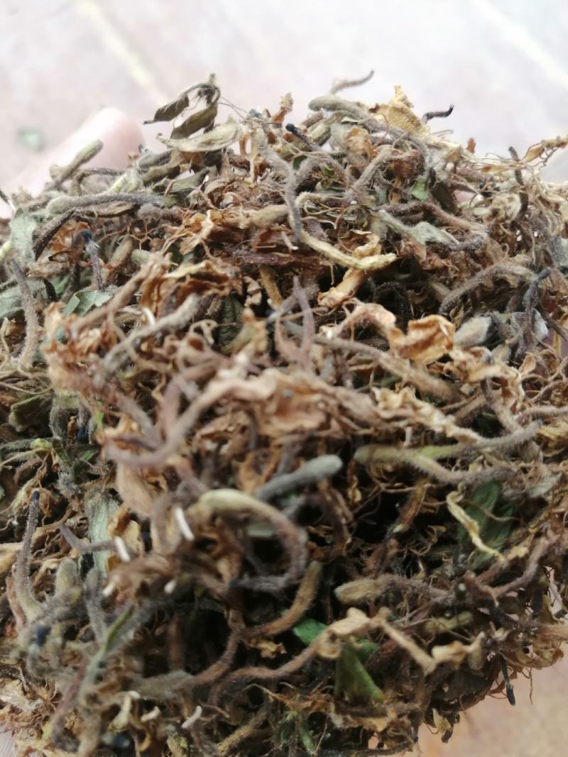 金银花，野生