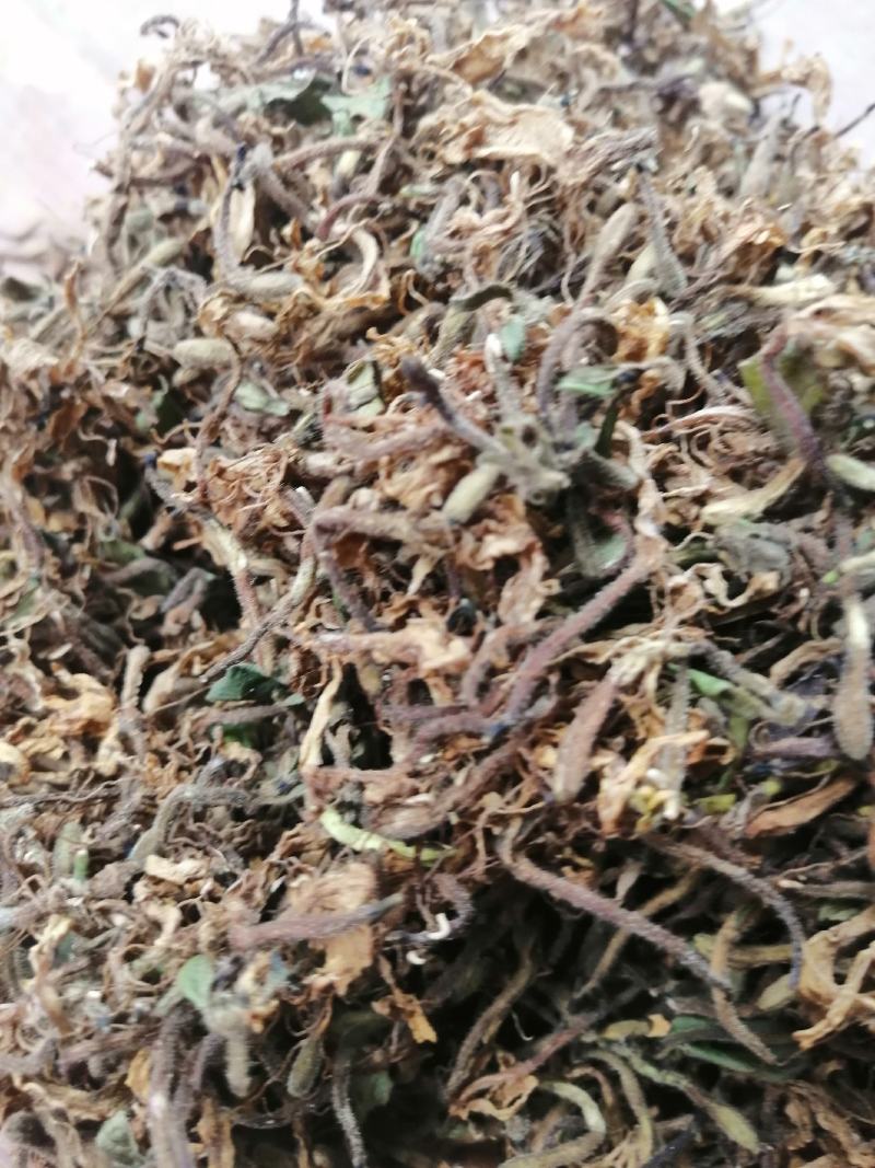 金银花，野生