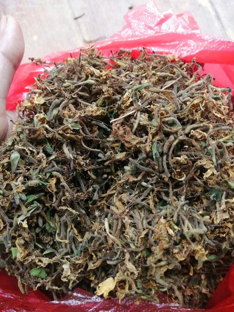 金银花，野生