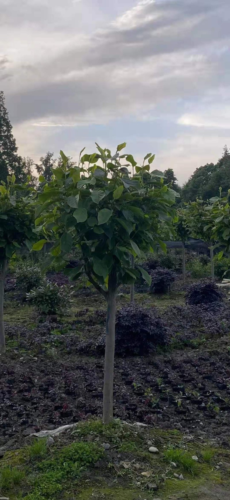 红花玉兰，量大从优欢迎选购